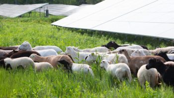 Güneş Çiftliklerinde Hayvancılık